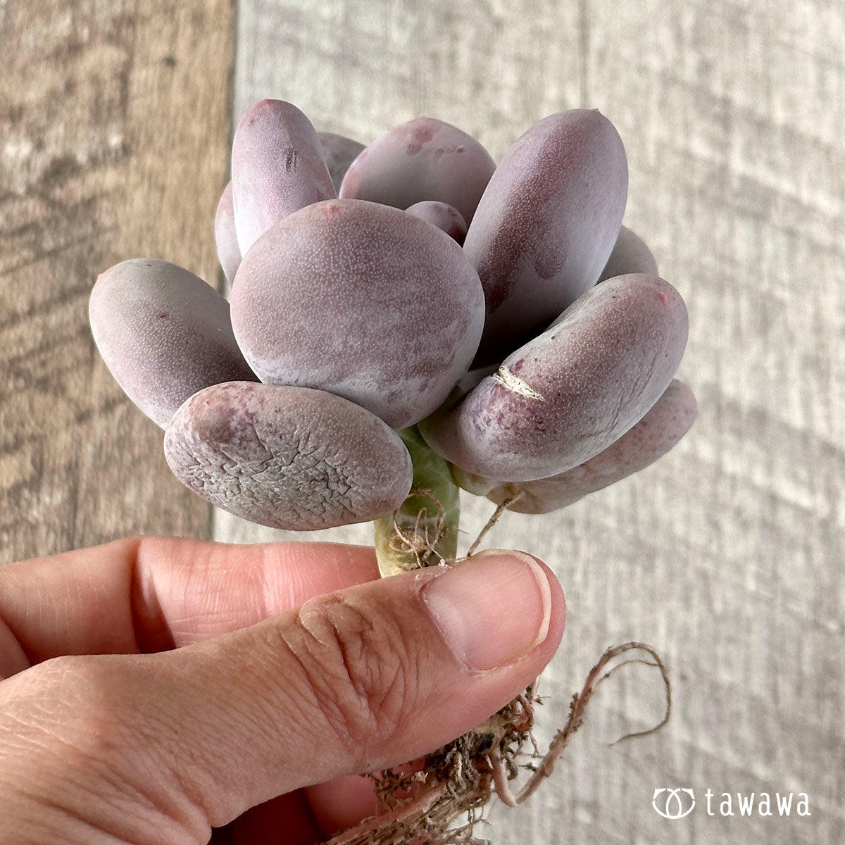 New Arrival* Cubic Frost