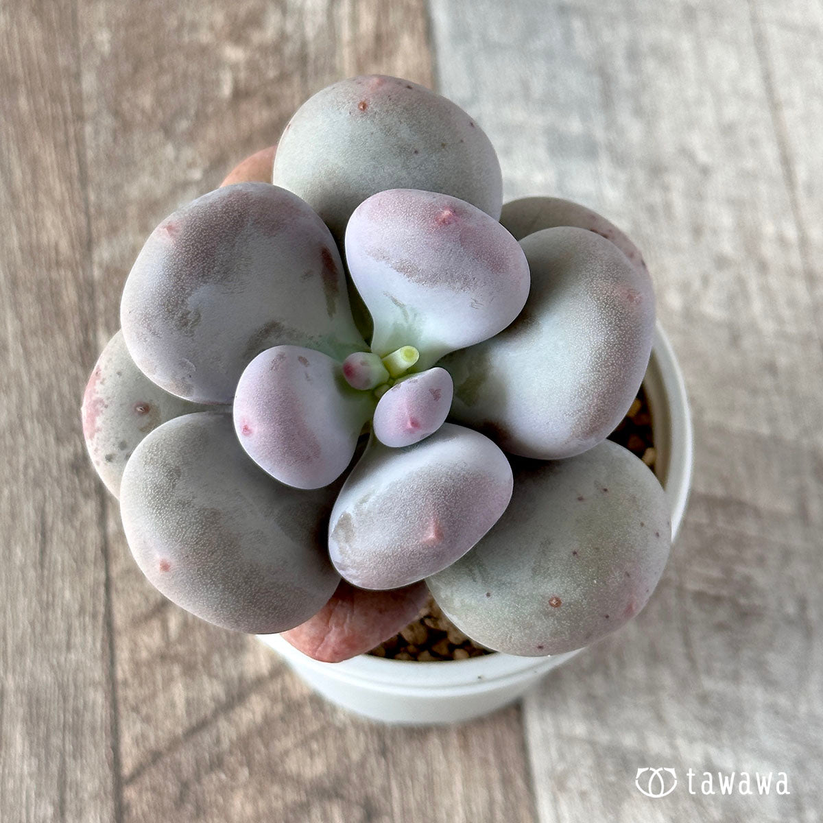 New Arrival* Cubic Frost