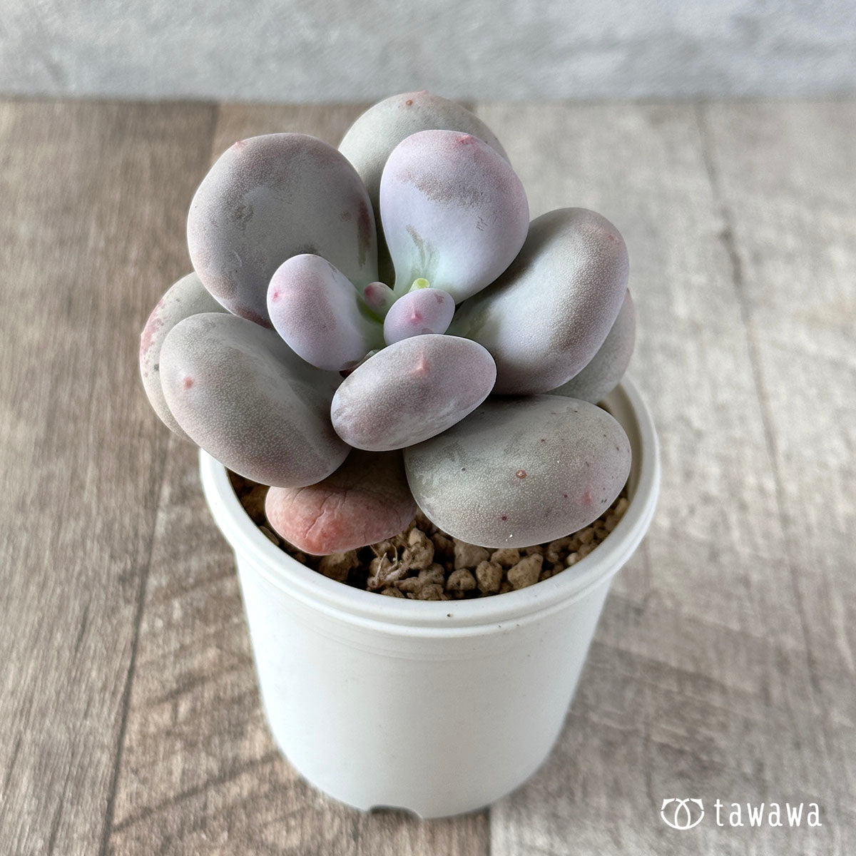 New Arrival* Cubic Frost