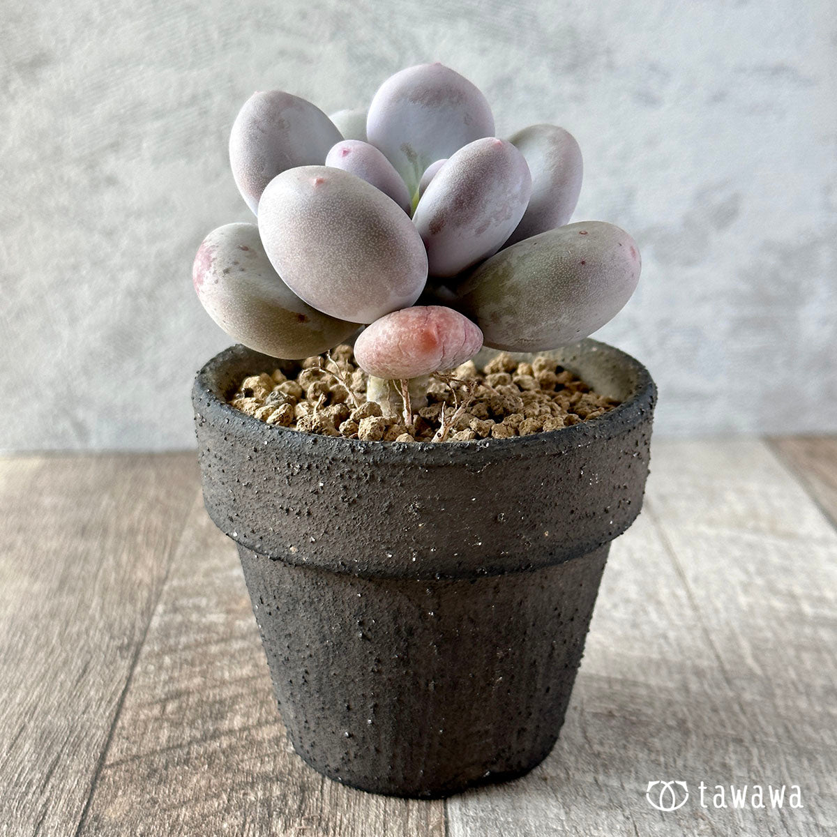 New Arrival* Cubic Frost