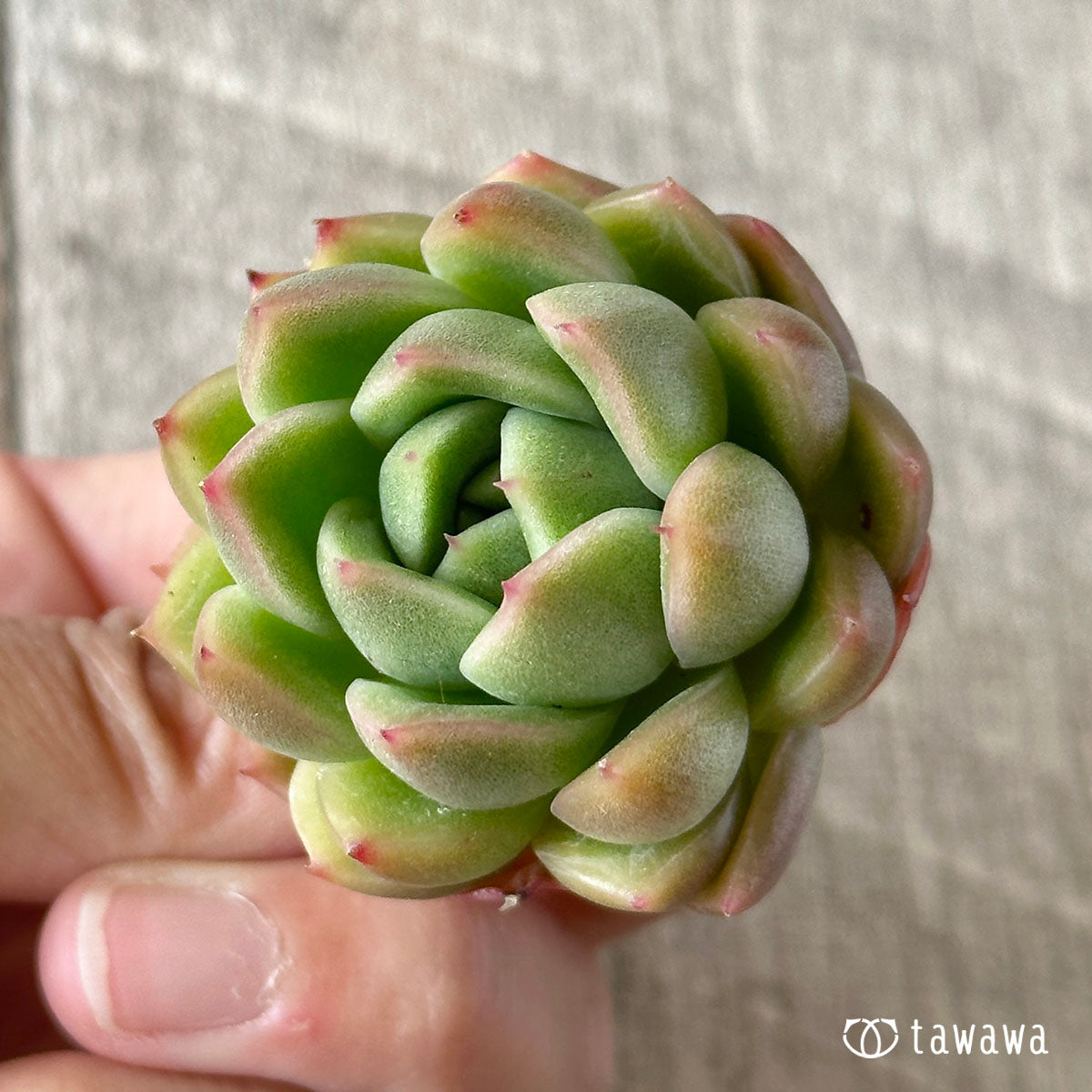ヨンドゥ