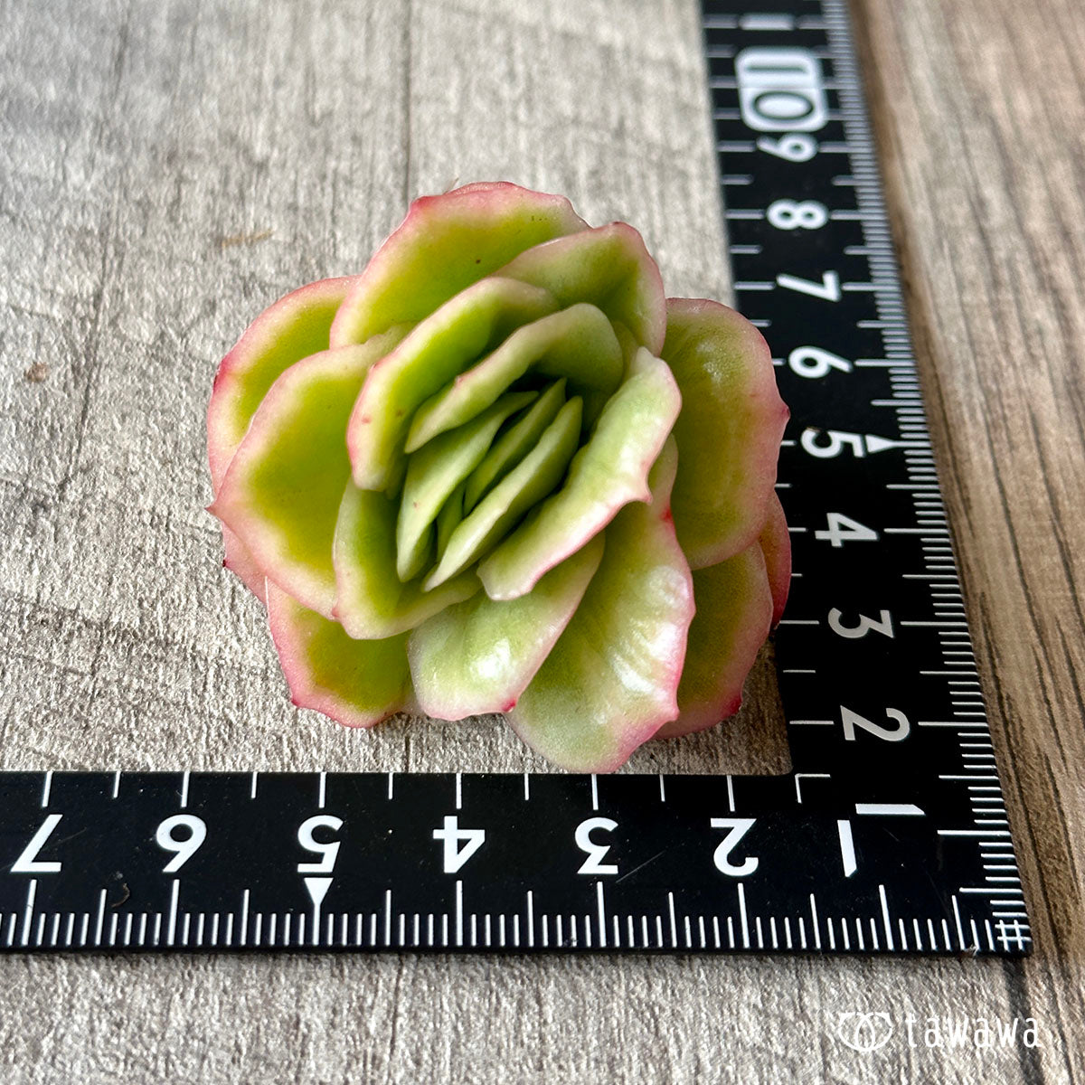 New Arrival* Cubic Frost