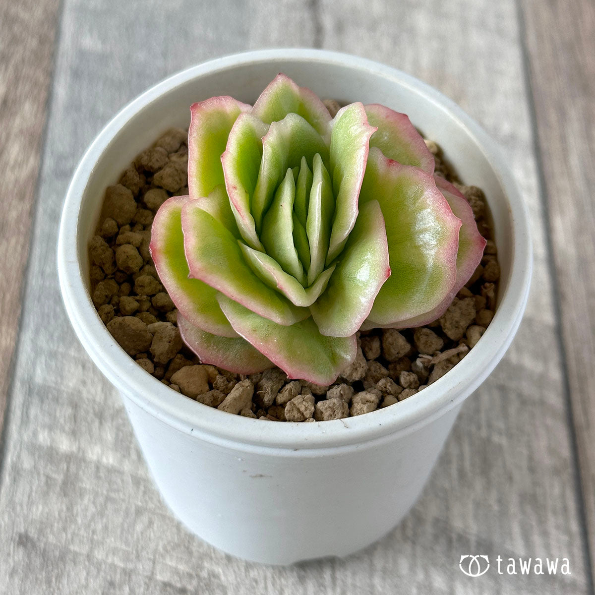 New Arrival* Cubic Frost