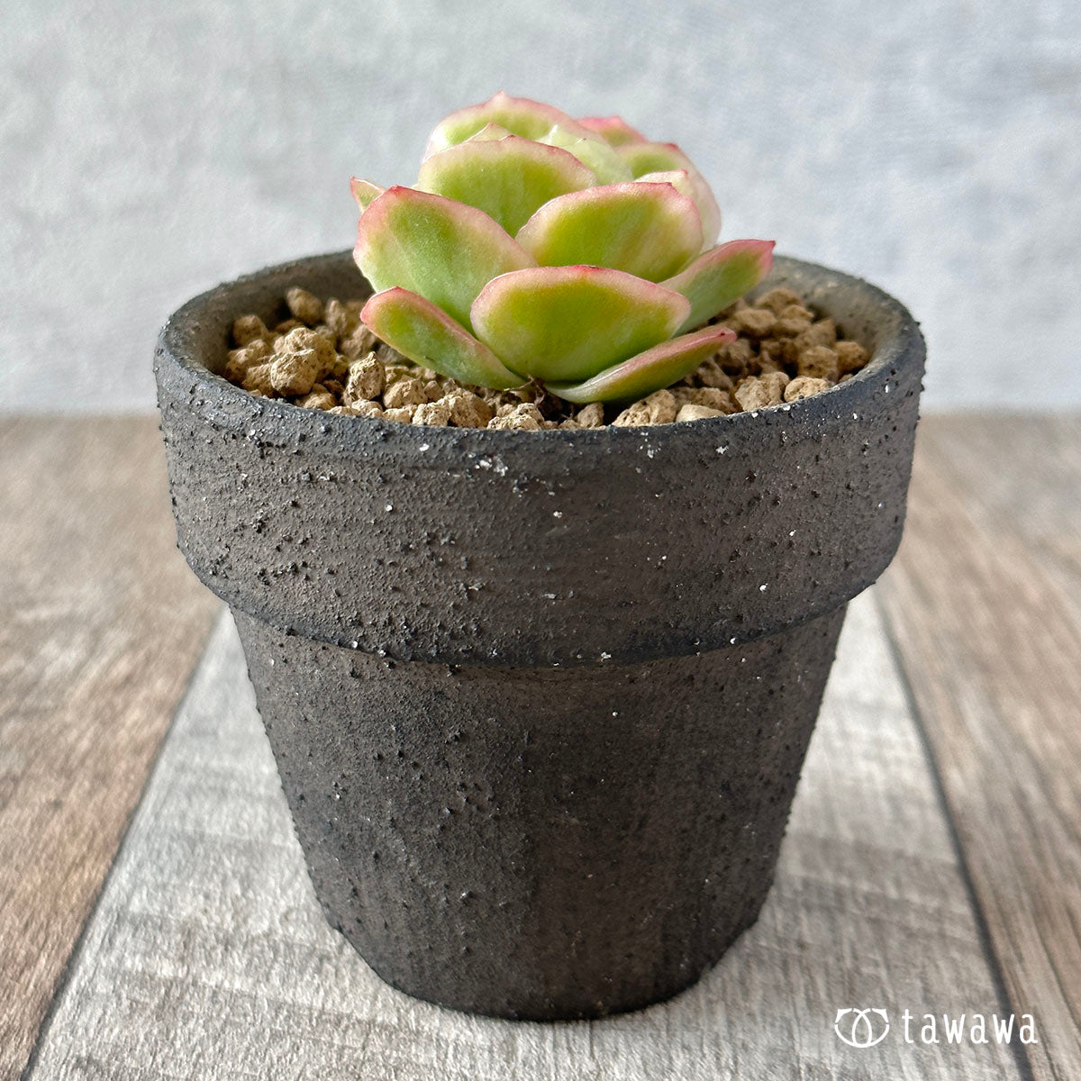 New Arrival* Cubic Frost