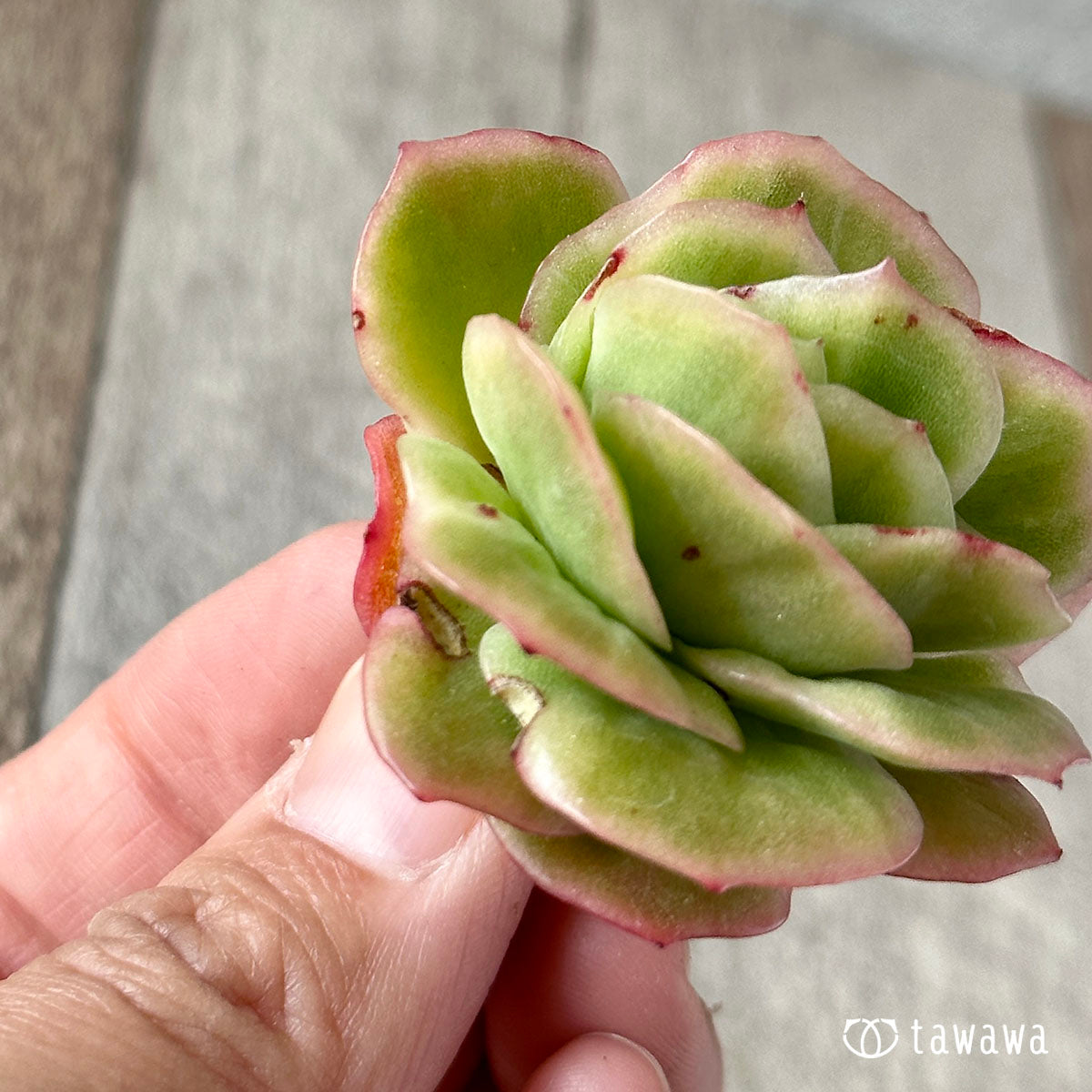 New Arrival* Cubic Frost