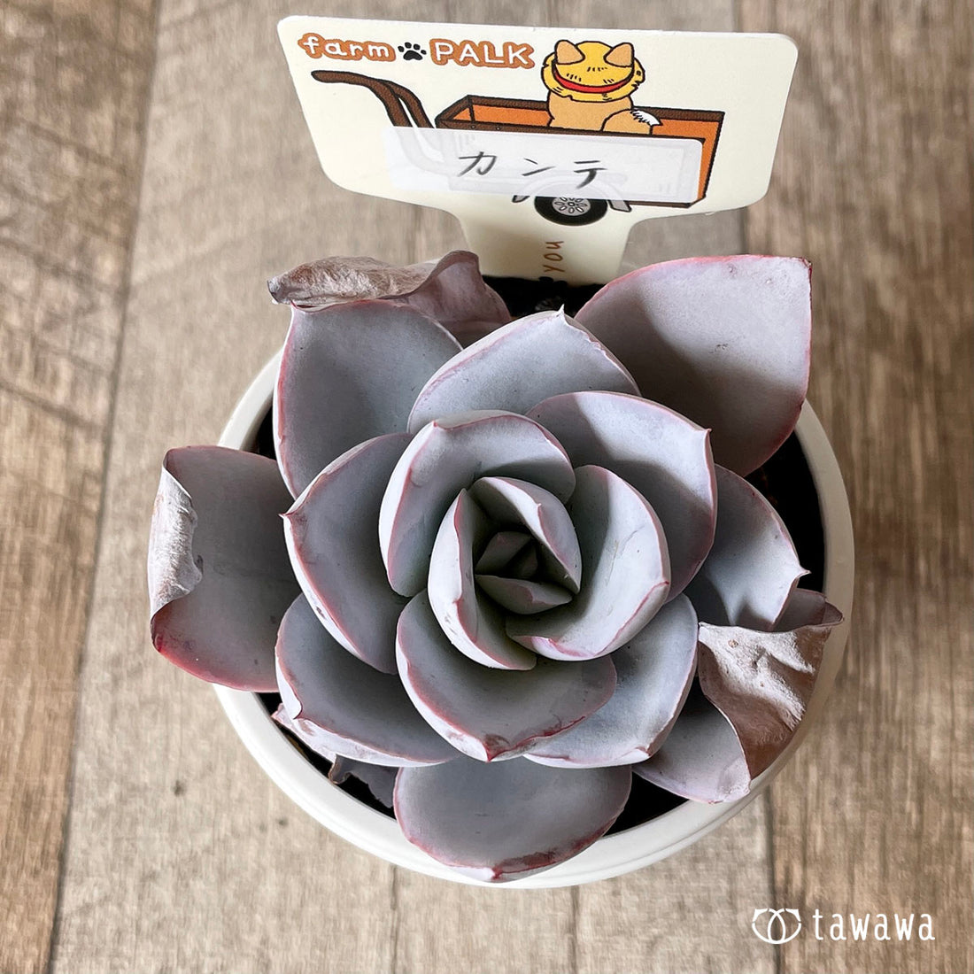 New Arrival* Star Mark