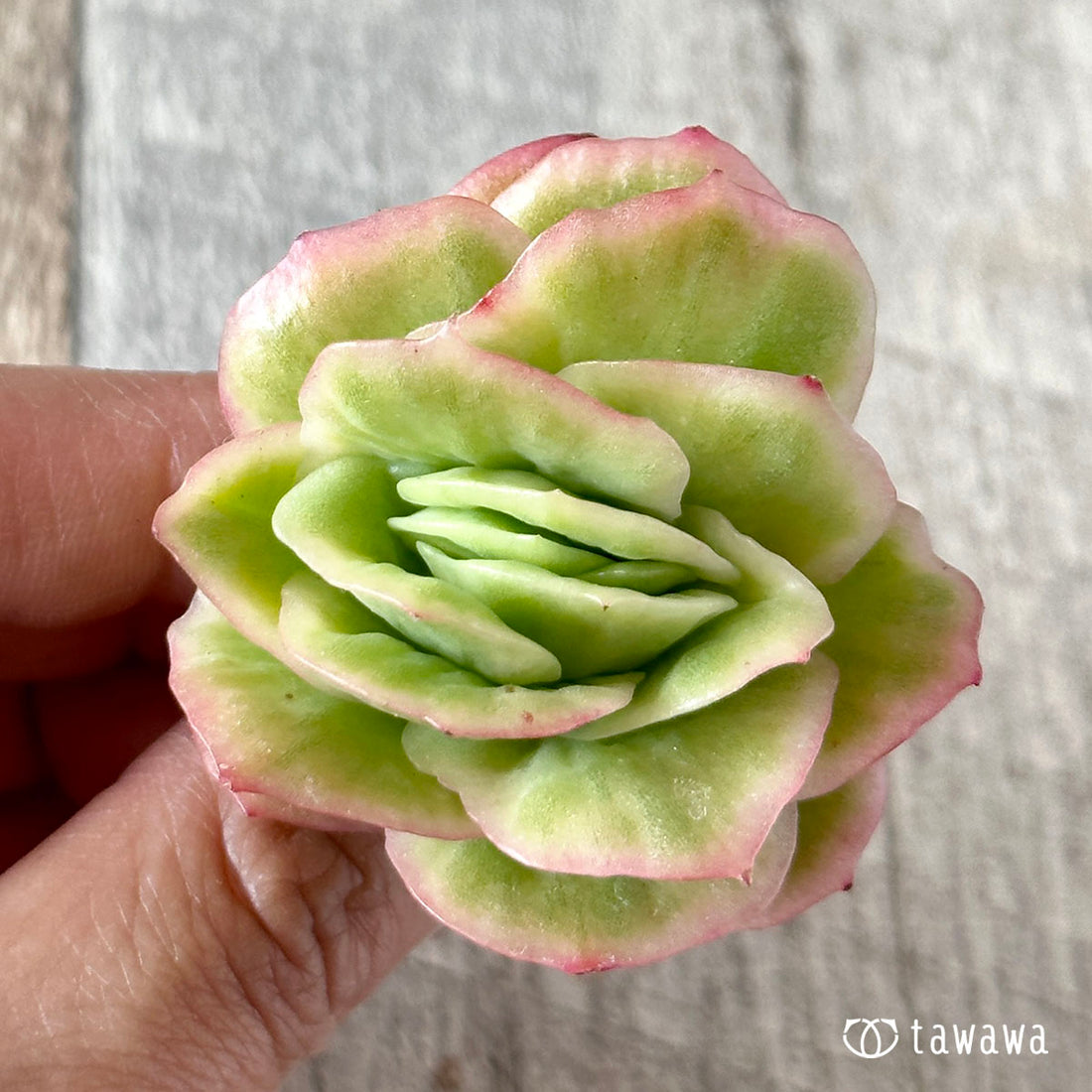 New Arrival* Cubic Frost