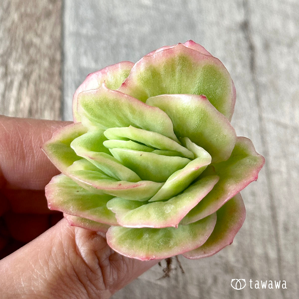 New Arrival* Cubic Frost