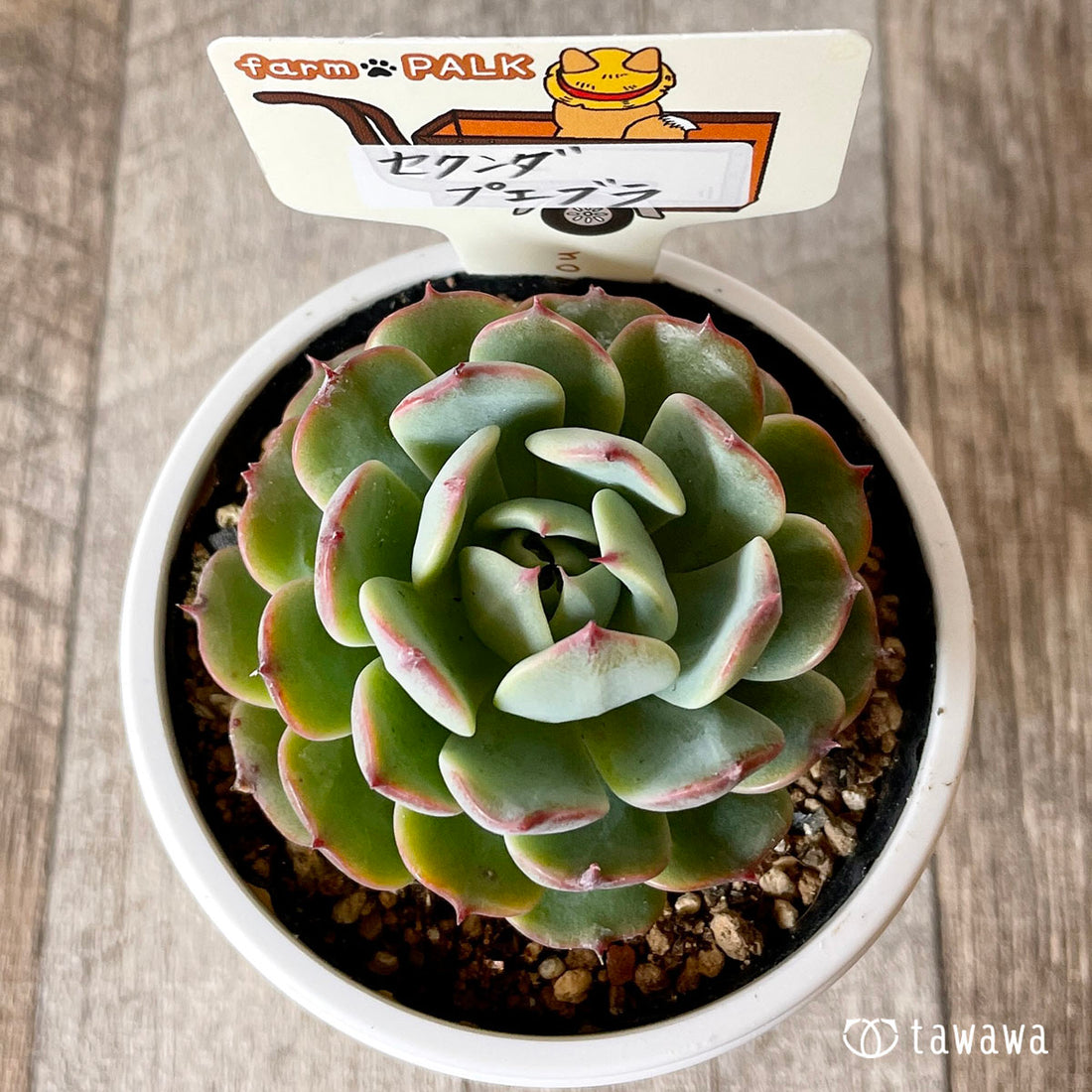 New Arrival* Star Mark