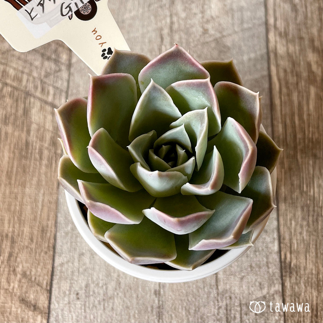 New Arrival* Star Mark