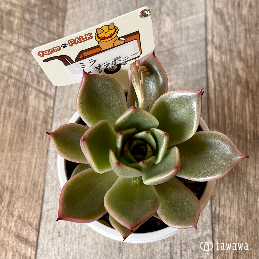 New Arrival* Star Mark