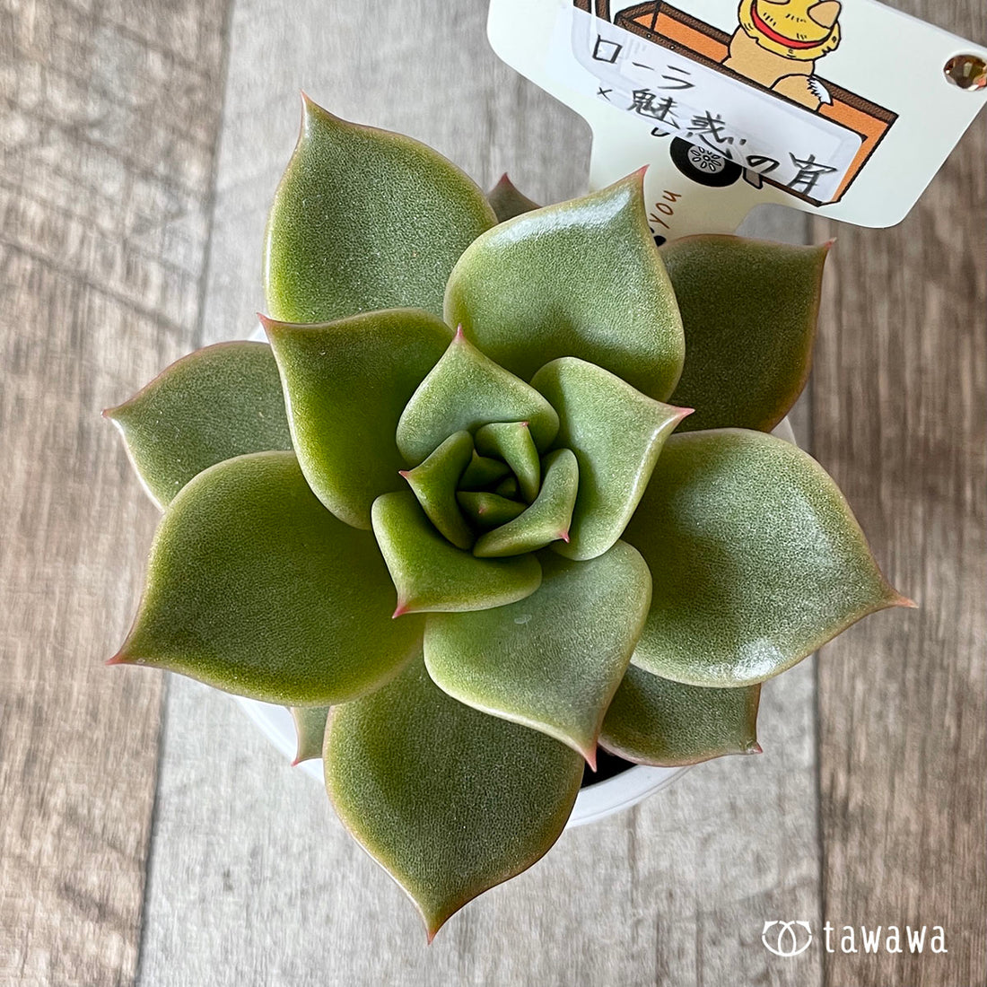 New Arrival* Star Mark