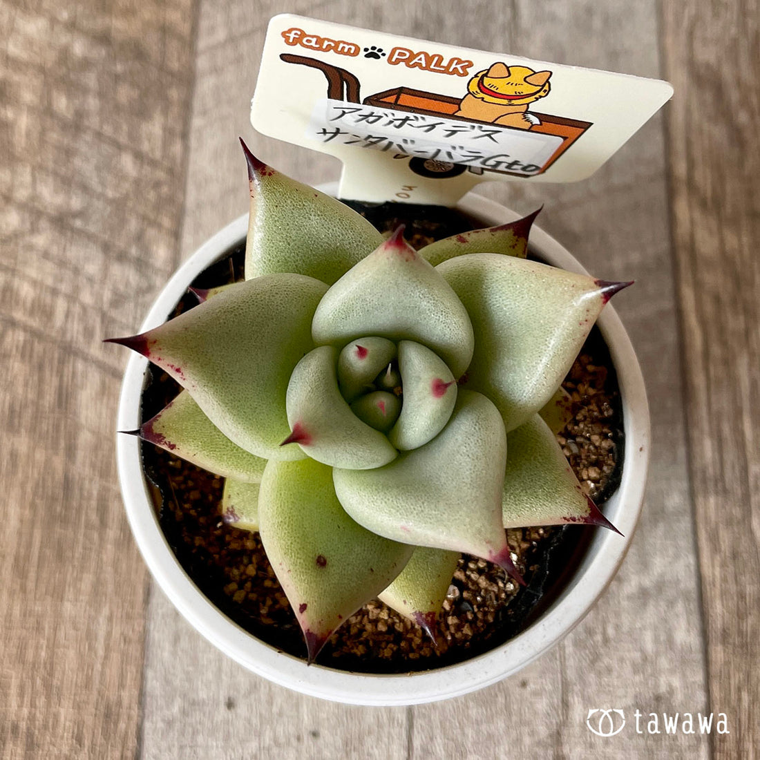 New Arrival* Star Mark