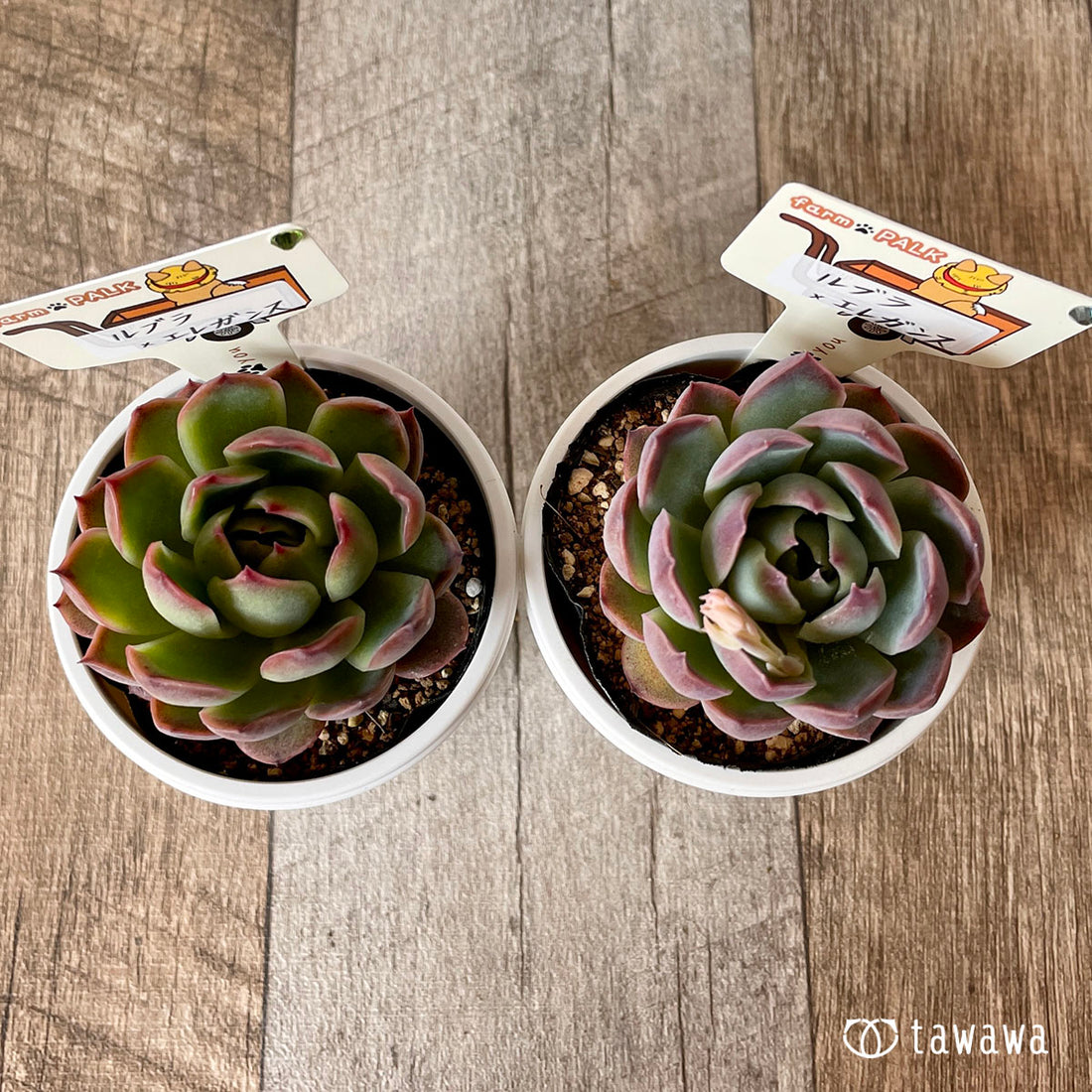 New Arrival* Star Mark