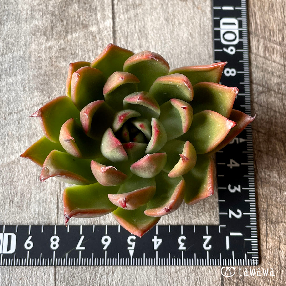 New Arrivals: Ice Green
