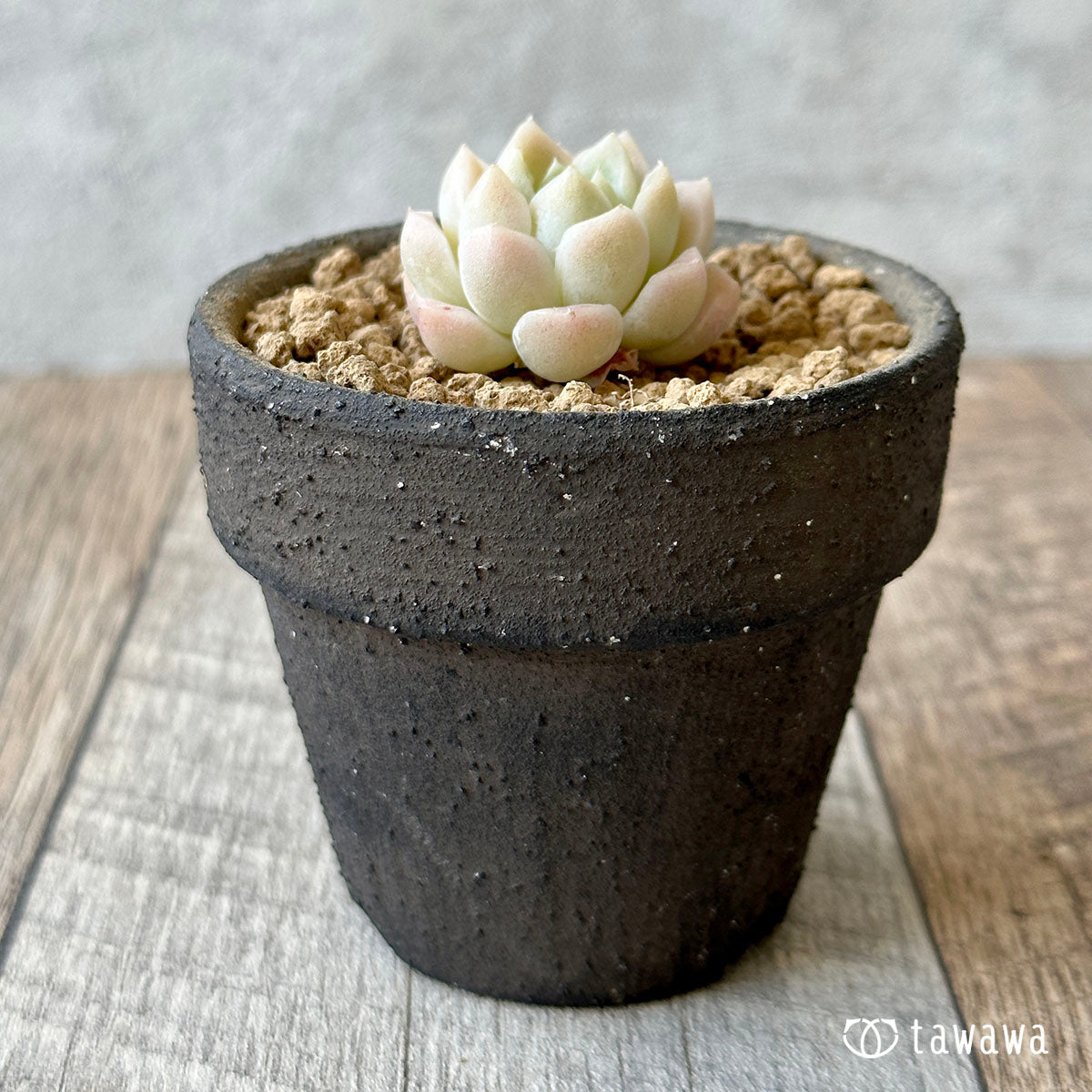 퓨어 볼 (챔피언 모종)