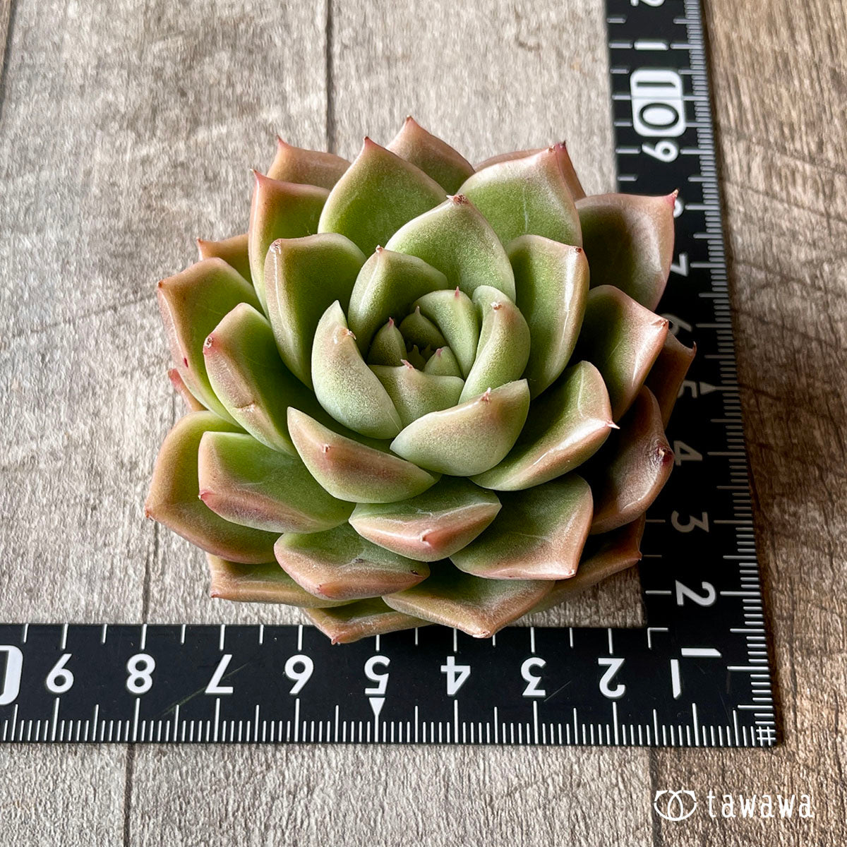 New Arrivals: Ice Green