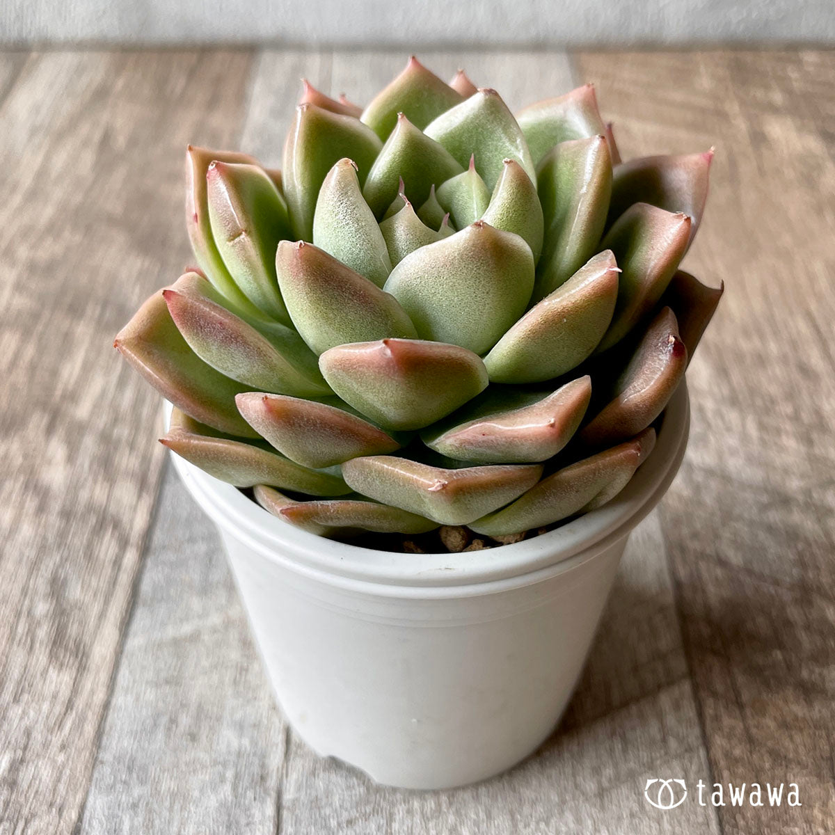 New Arrivals: Ice Green