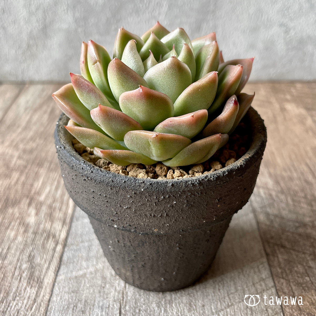 New Arrivals: Ice Green