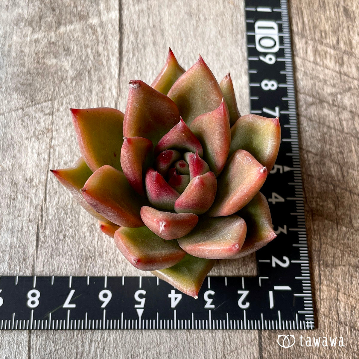 New Arrivals: Ice Green