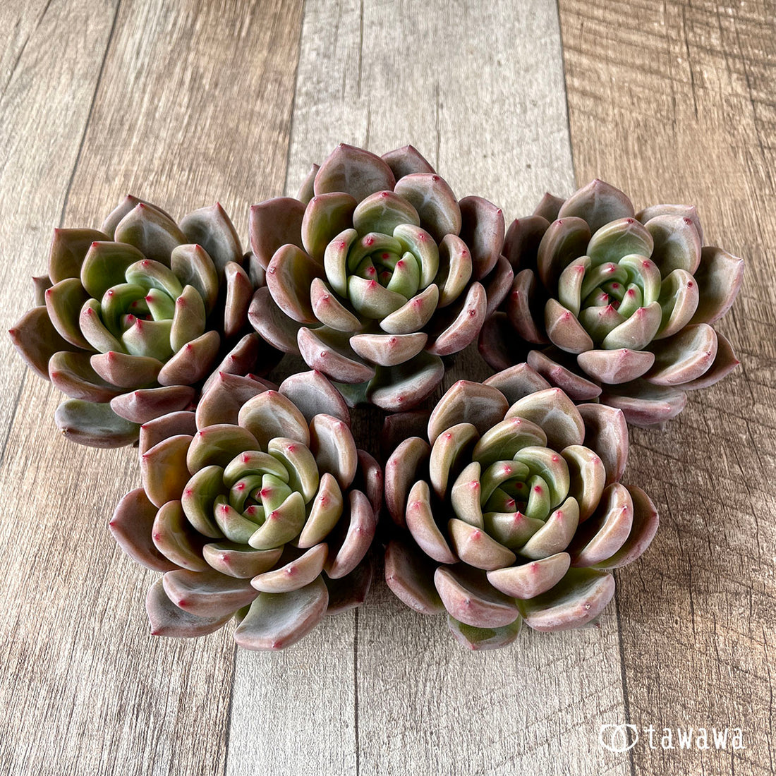 ルソル(エアーマジック苗)