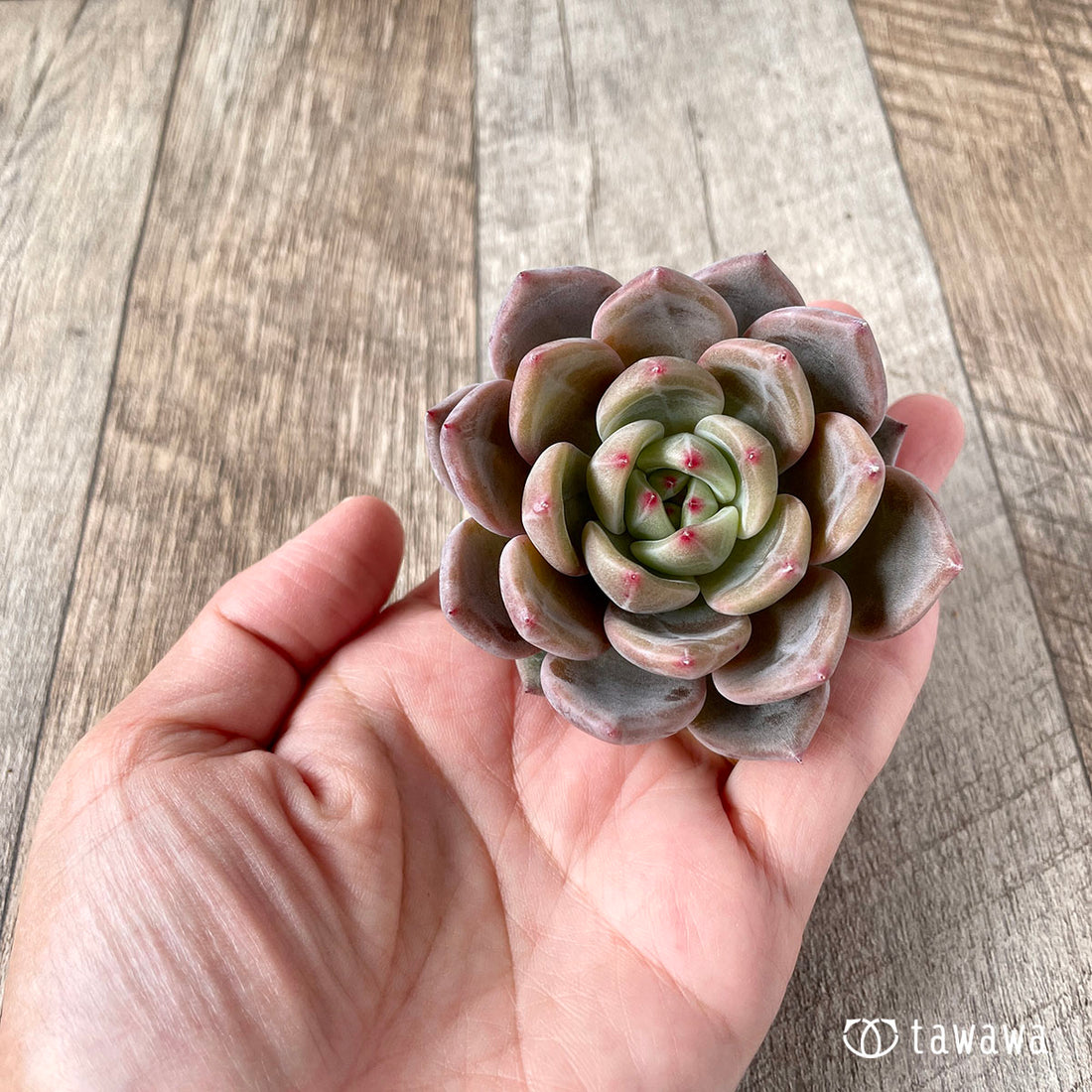 ルソル(エアーマジック苗)