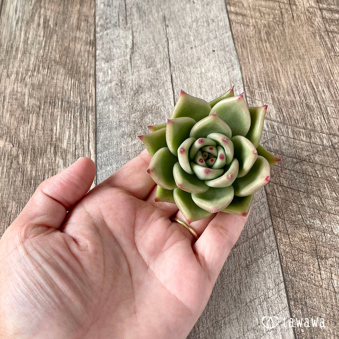 New Arrivals: Ice Green