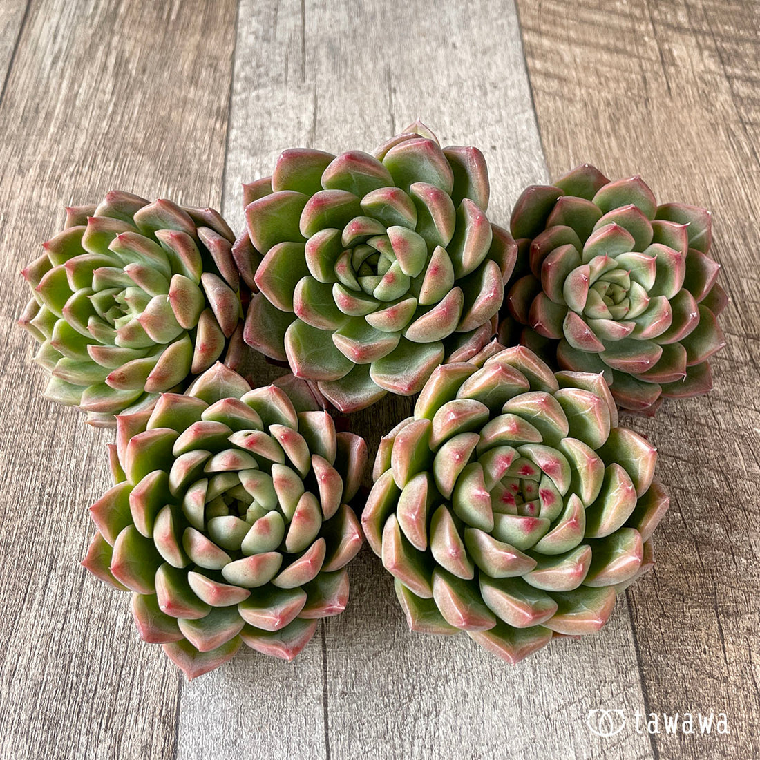 レッドミル(エアーマジック苗)