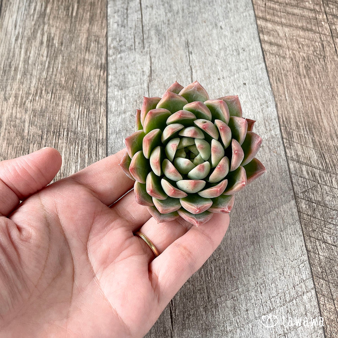 レッドミル(エアーマジック苗)