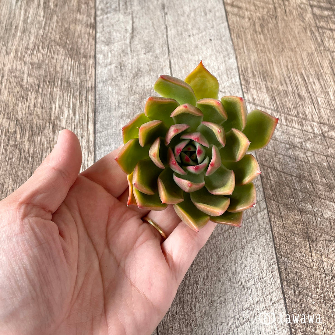 New Arrivals: Ice Green