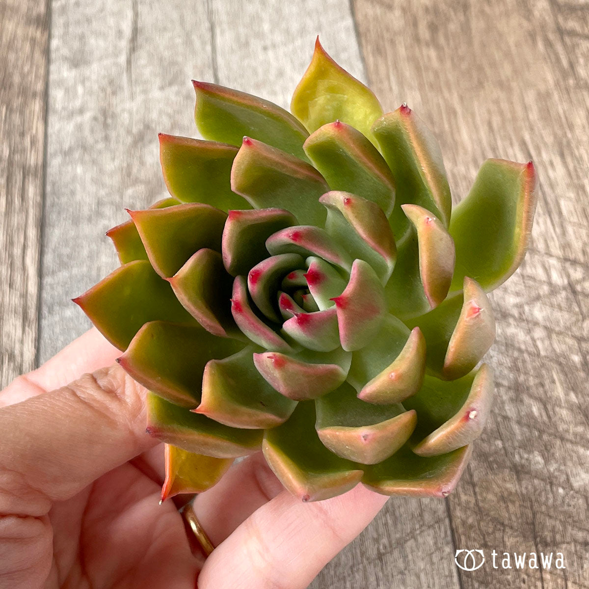 New Arrivals: Ice Green