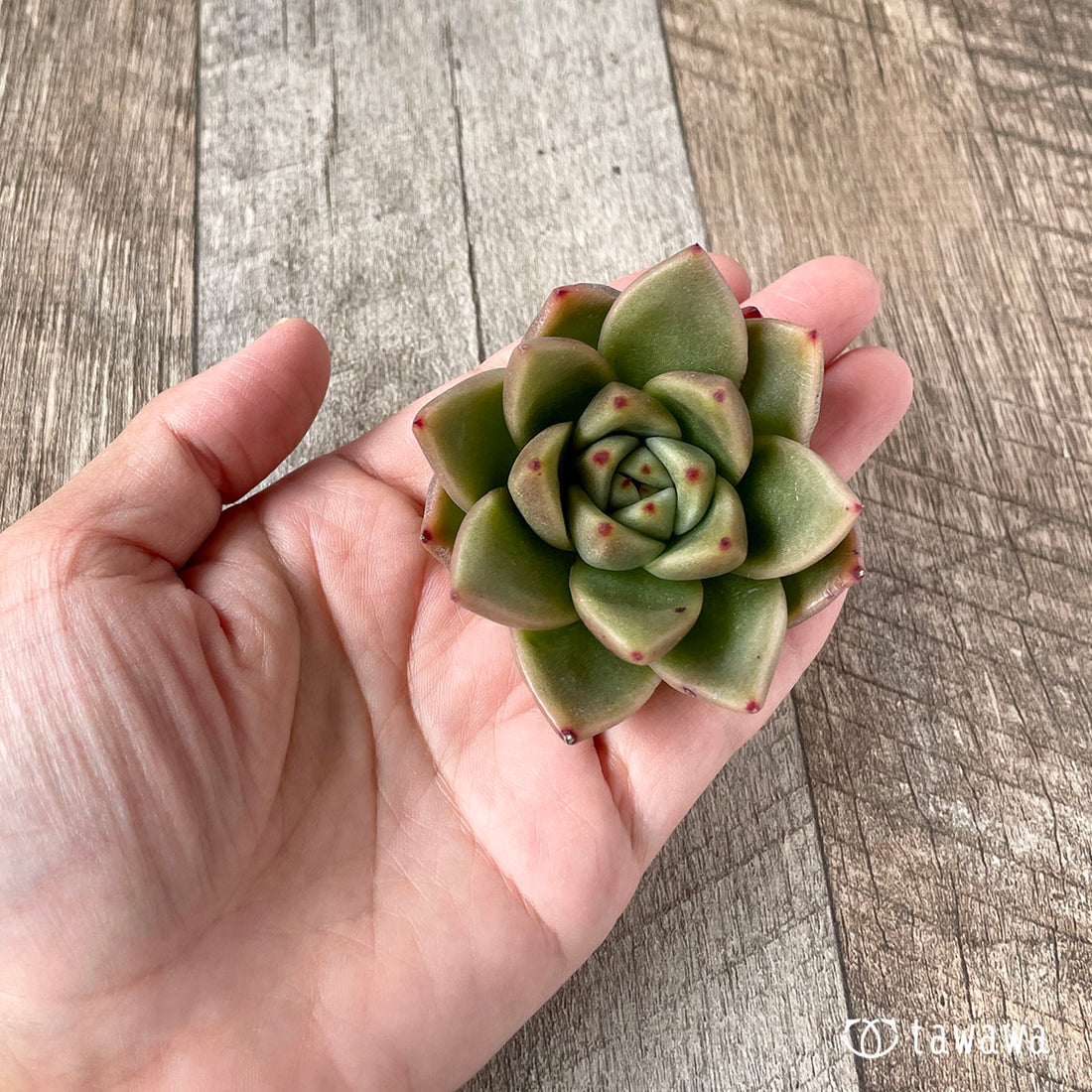 New Arrivals: Ice Green