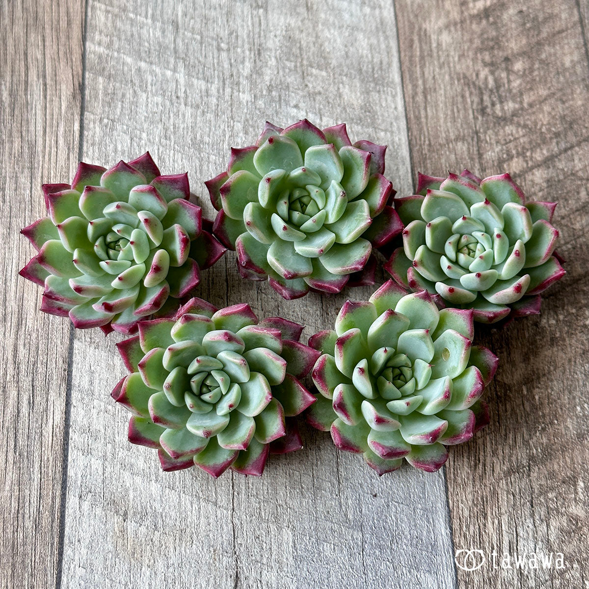 New Arrivals: Ice Green