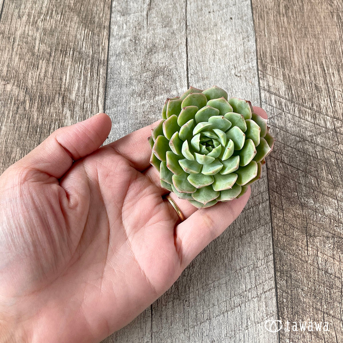 New Arrivals: Ice Green