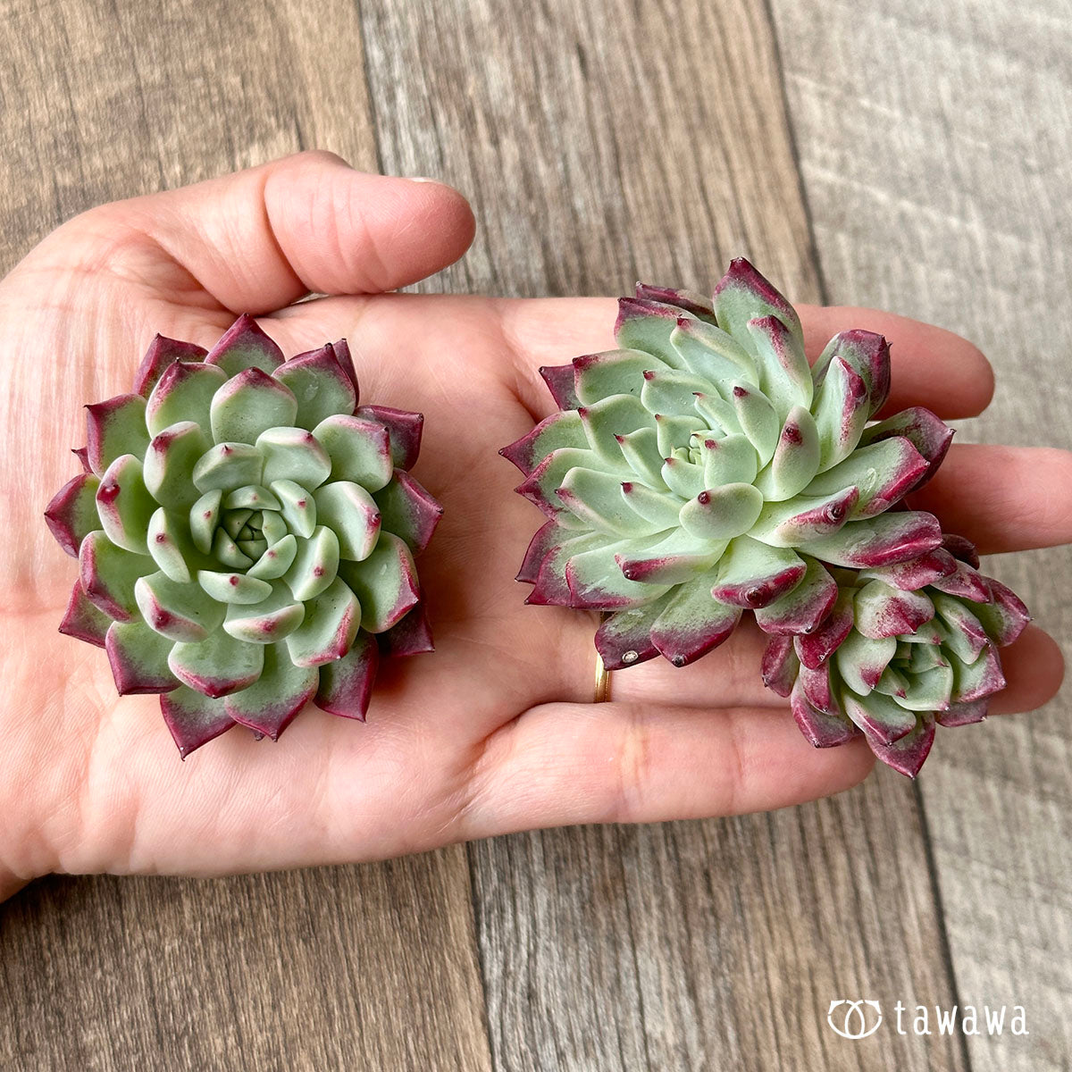 New Arrivals: Ice Green