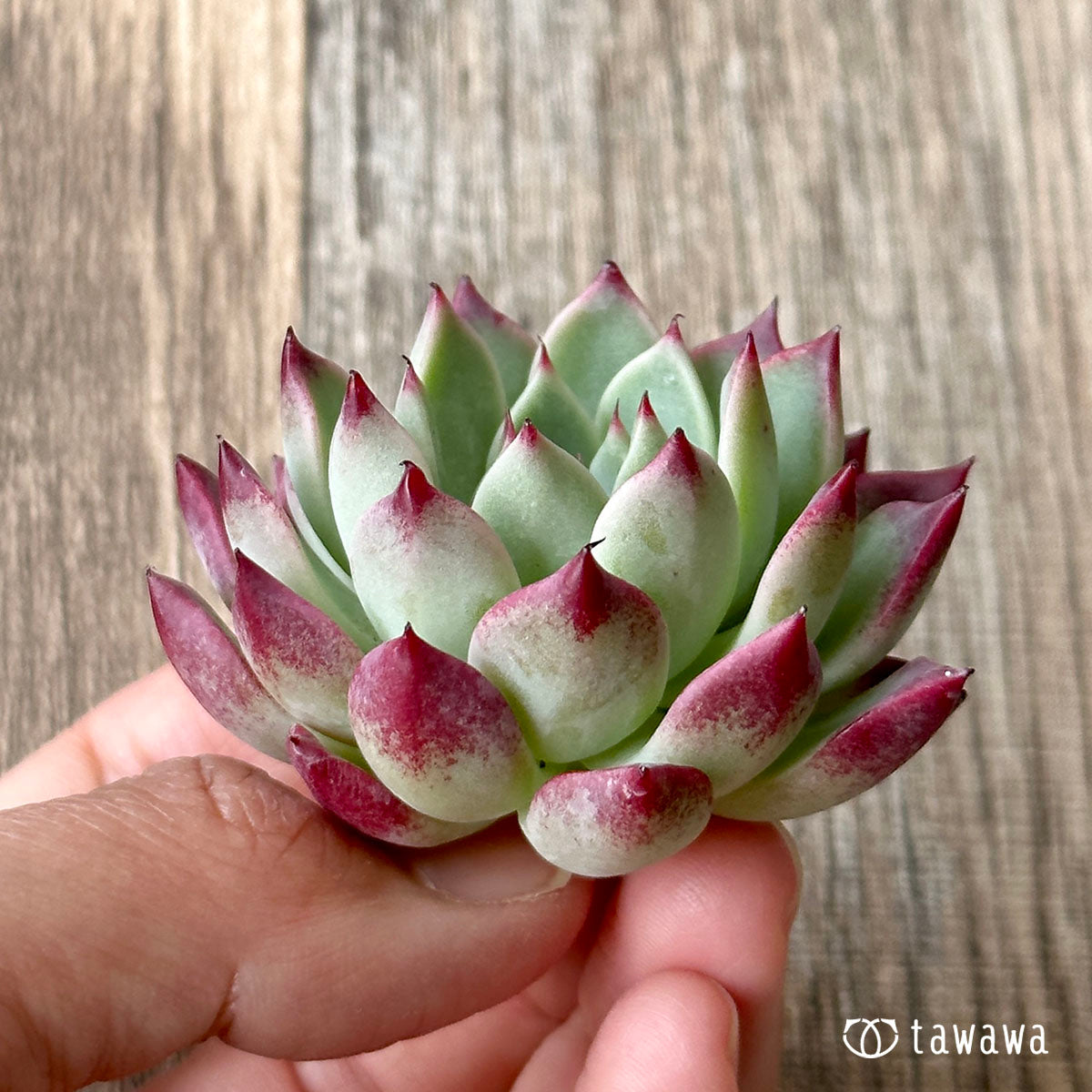 New Arrivals: Ice Green