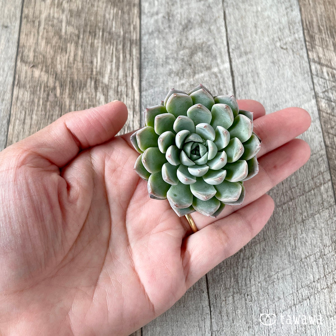 New Arrivals: Ice Green