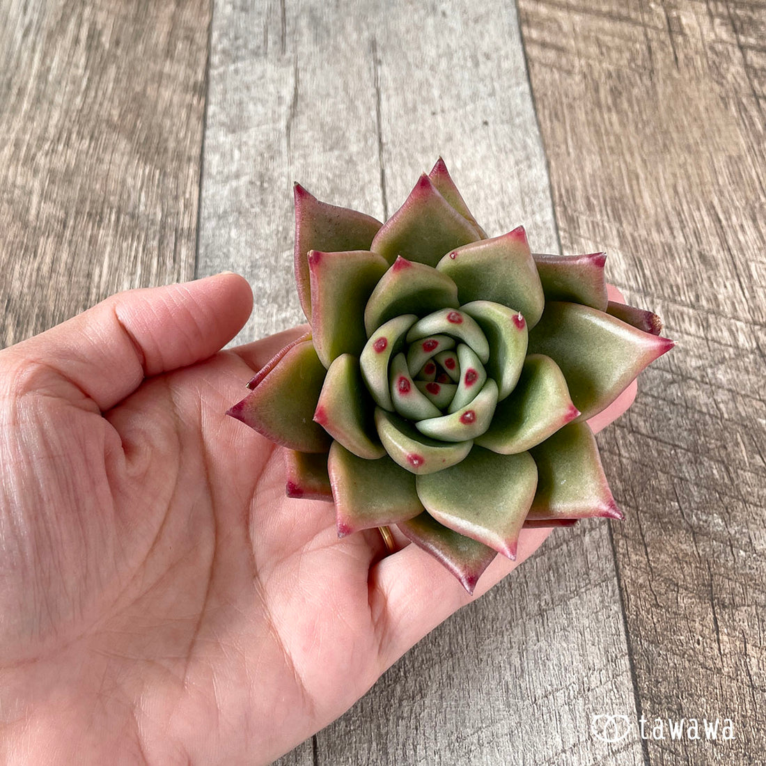 New Arrivals: Ice Green