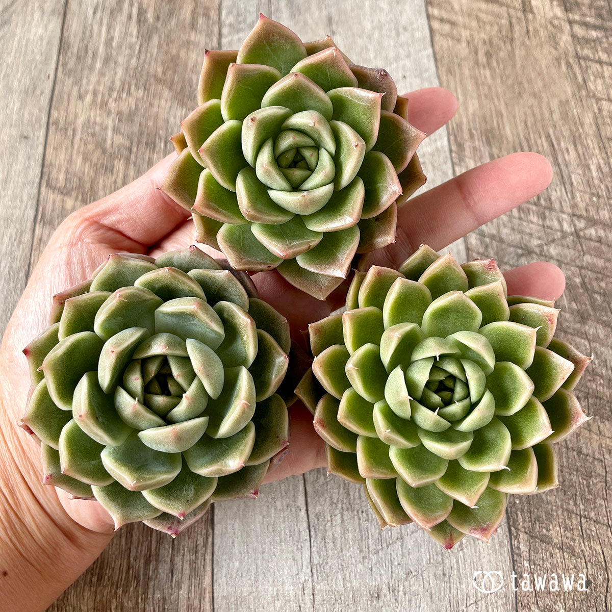 New Arrivals: Ice Green