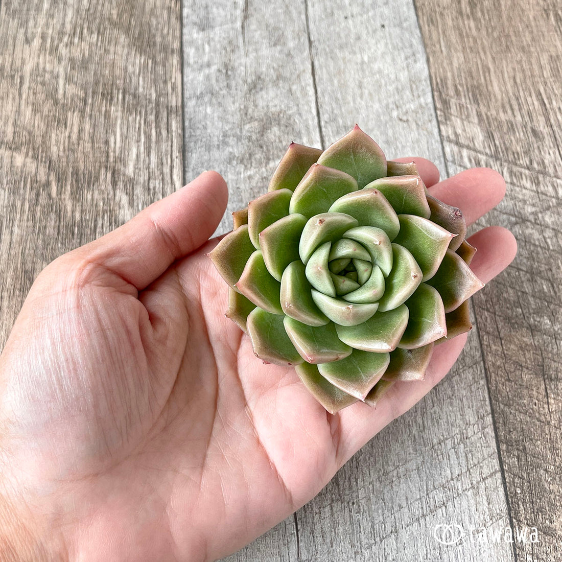 New Arrivals: Ice Green