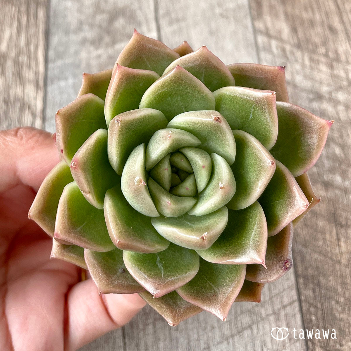 New Arrivals: Ice Green