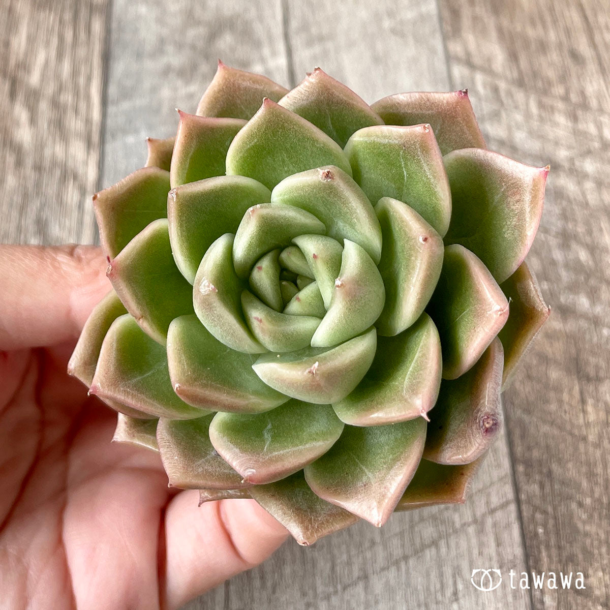 New Arrivals: Ice Green