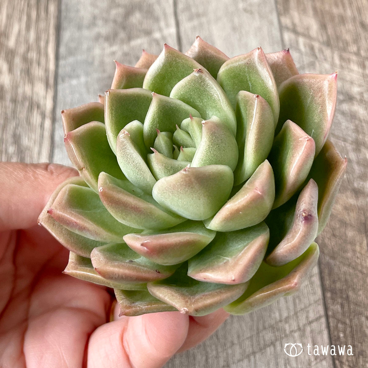 New Arrivals: Ice Green
