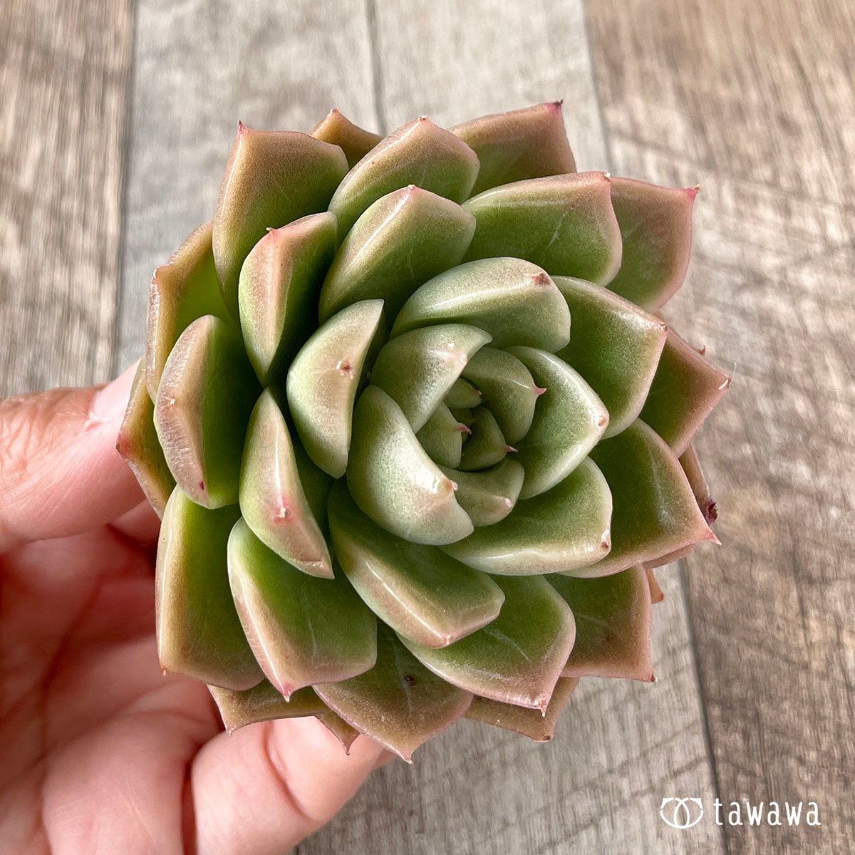 New Arrivals: Ice Green