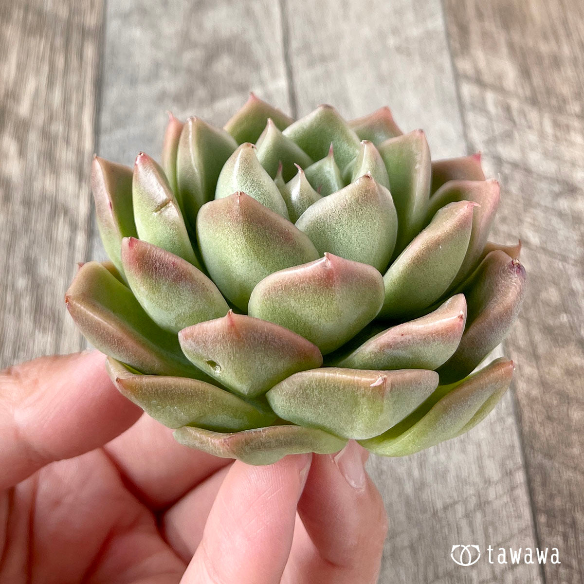 New Arrivals: Ice Green