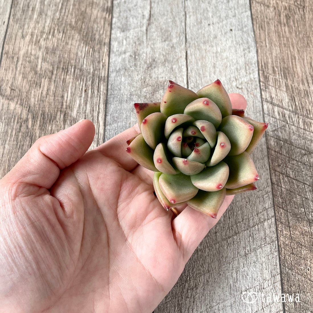 New Arrivals: Ice Green