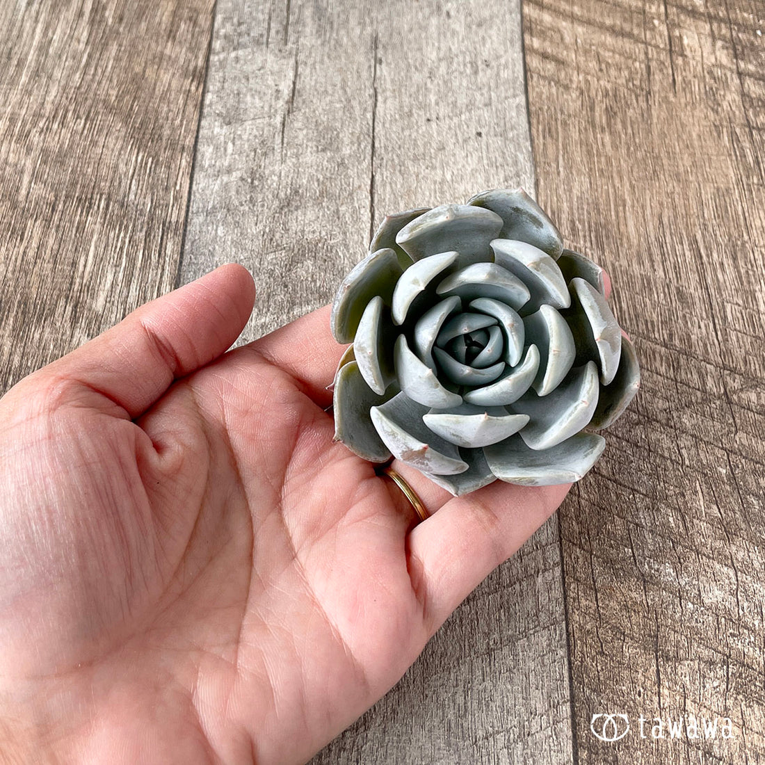 New Arrivals: Ice Green