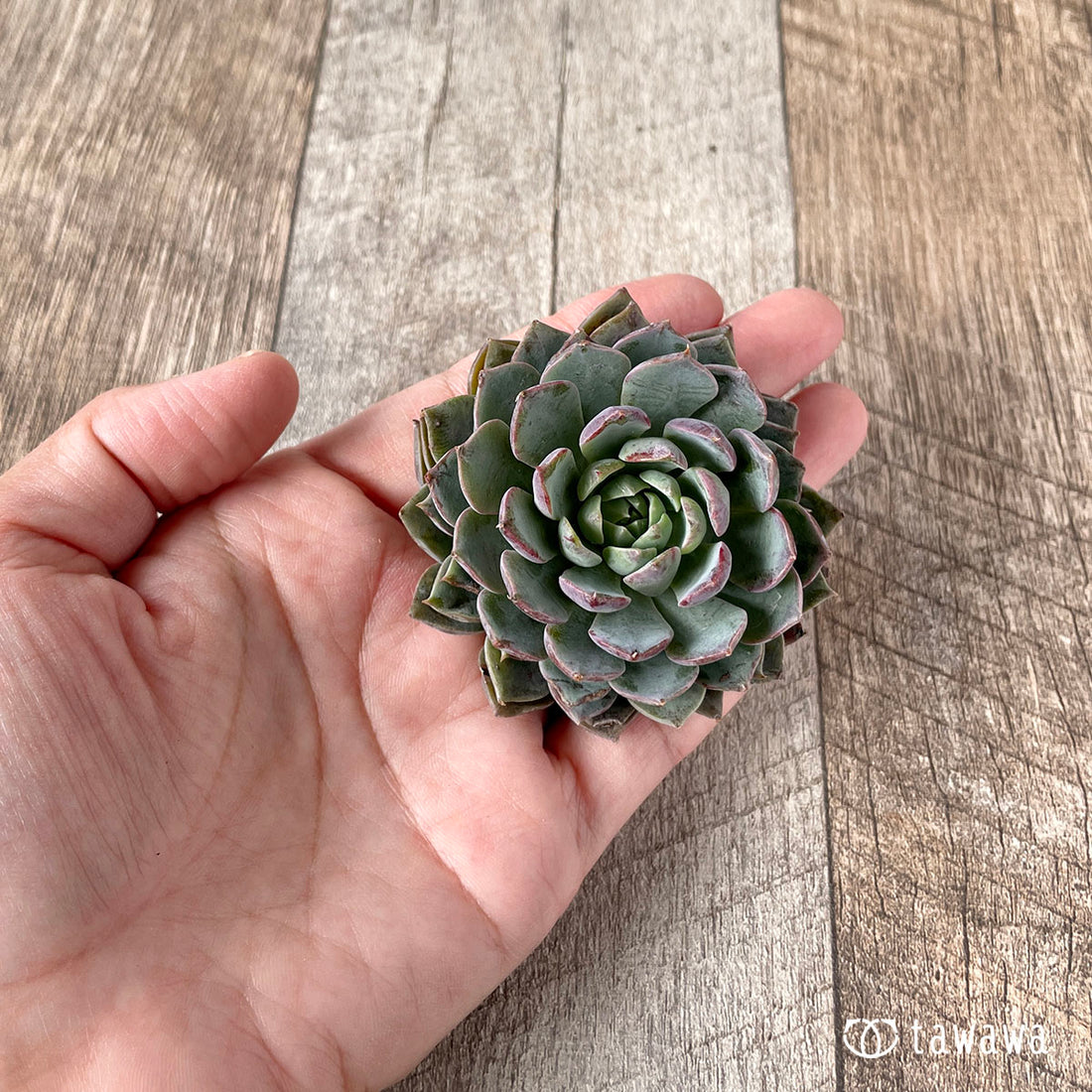 New Arrivals: Ice Green