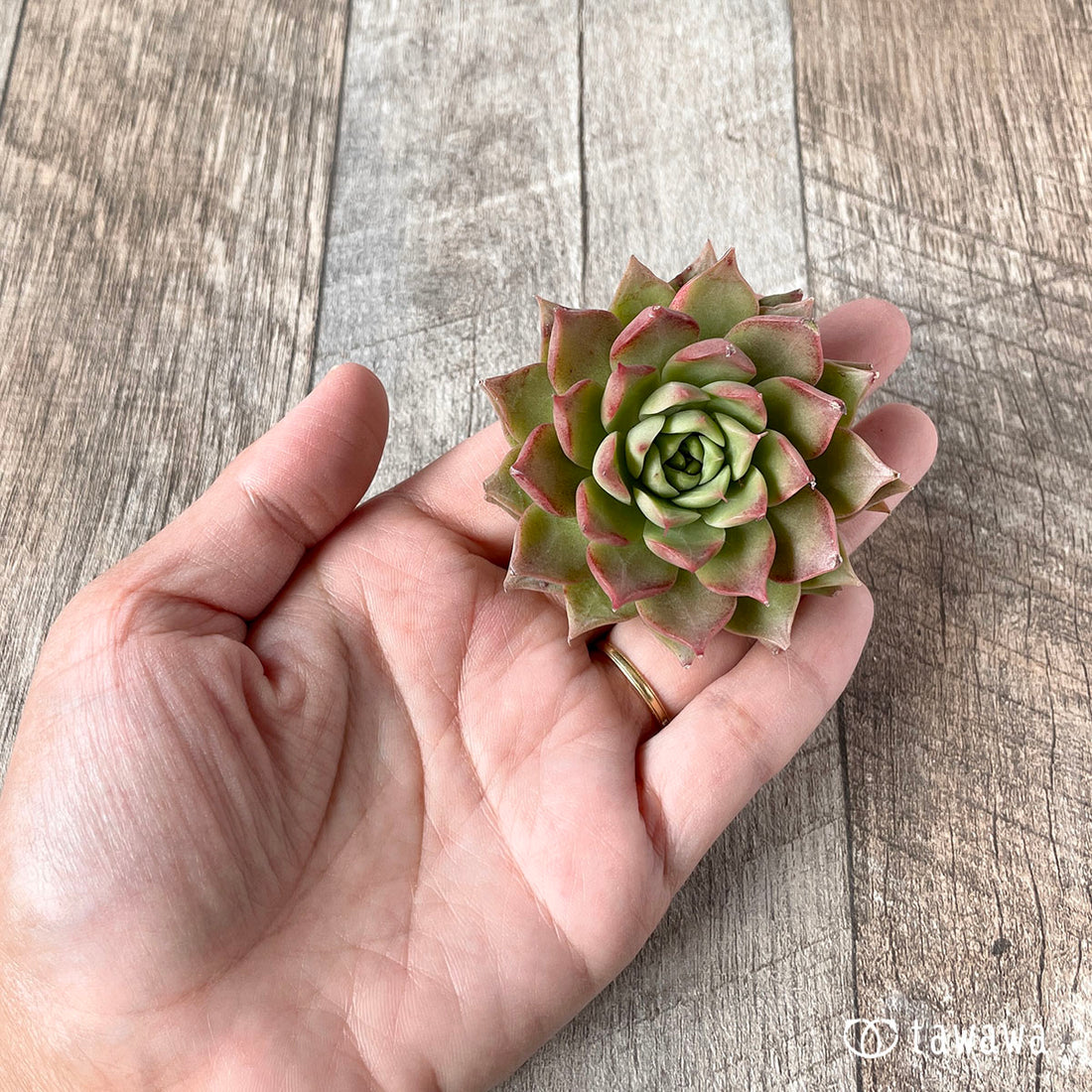 New Arrivals: Ice Green