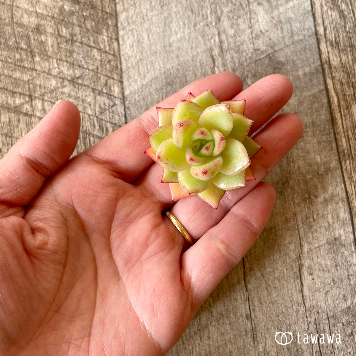 블랙 로즈 × 레드 에보니 (챔피언 모종)